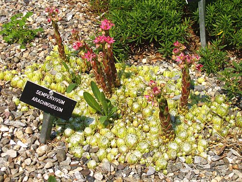 Sempervivum arachnoideum